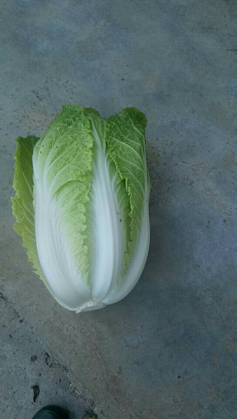 龙坪精品白菜上市了，量大，