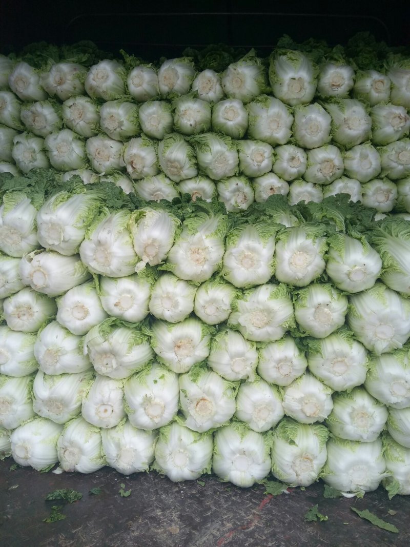 龙坪精品白菜上市了，量大，