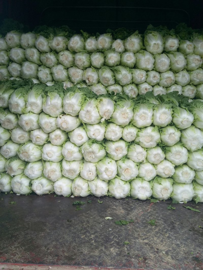 龙坪精品白菜上市了，量大，
