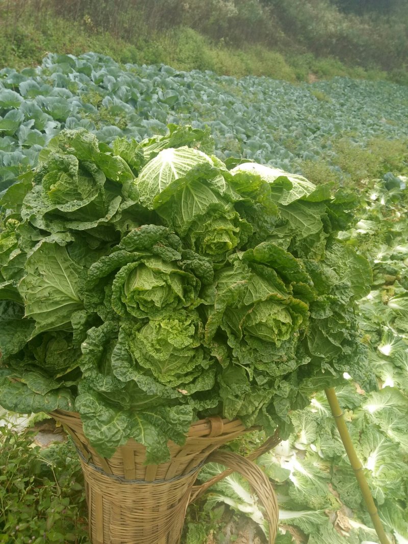 龙坪精品白菜上市了，量大，
