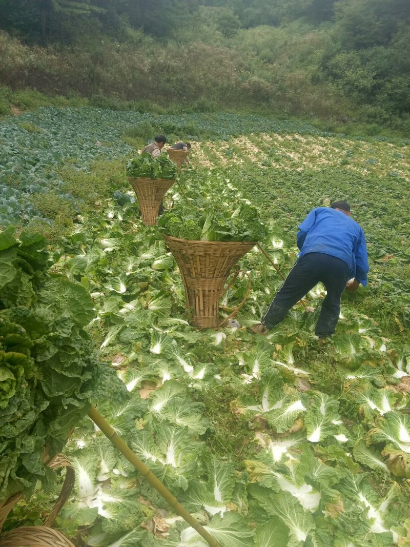龙坪精品白菜上市了，量大，
