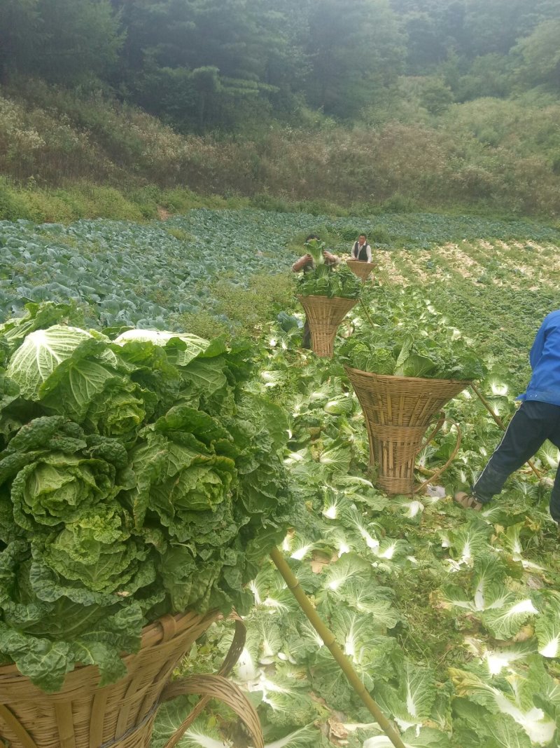 龙坪精品白菜上市了，量大，