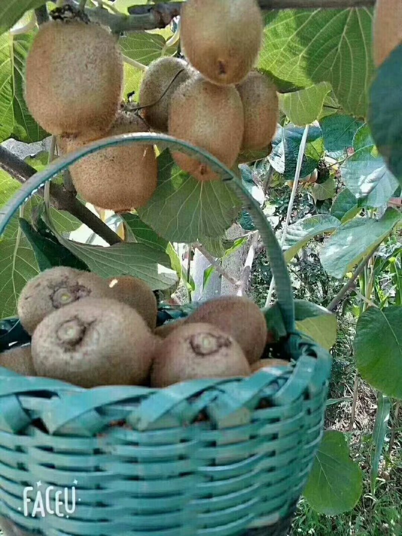 陕西眉县猕猴桃
