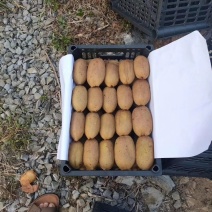 高山富晒猕猴桃绿色食品