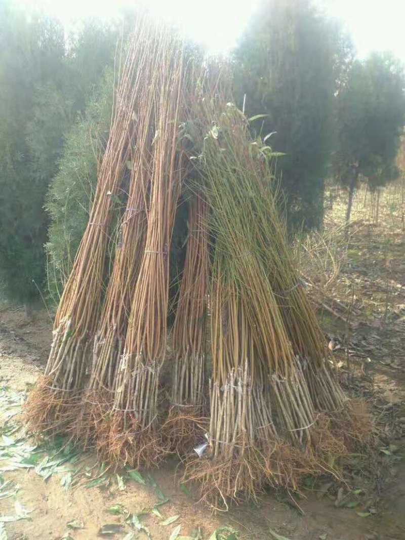 桃树苗，桃树品种，油蟠桃苗，油蟠七号，自家苗圃培育