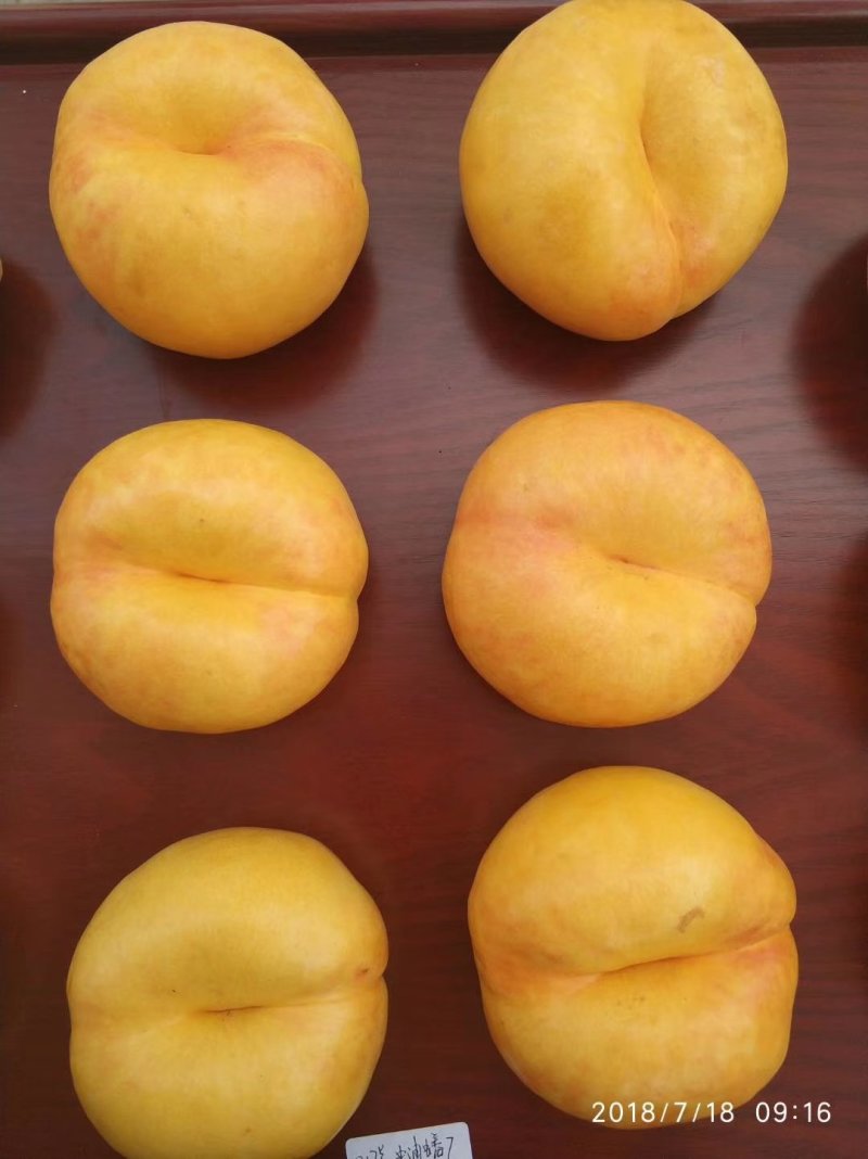 桃树苗，桃树品种，油蟠桃苗，油蟠七号，自家苗圃培育