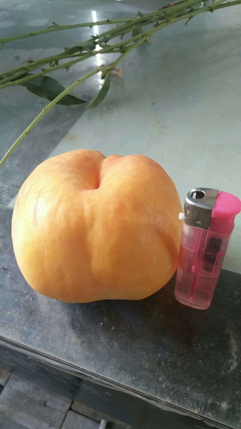 桃树苗，桃树品种，油蟠桃苗，油蟠七号，自家苗圃培育