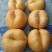 桃树苗，桃树品种，油蟠桃苗，油蟠七号，自家苗圃培育