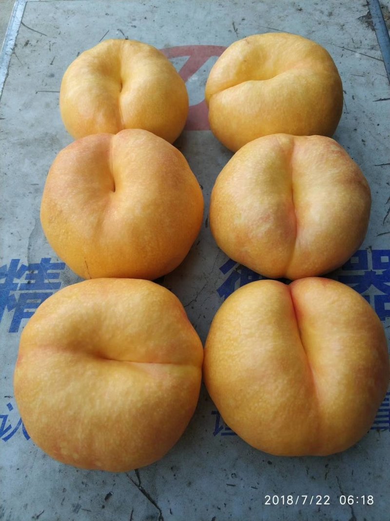 桃树苗，桃树品种，油蟠桃苗，油蟠七号，自家苗圃培育