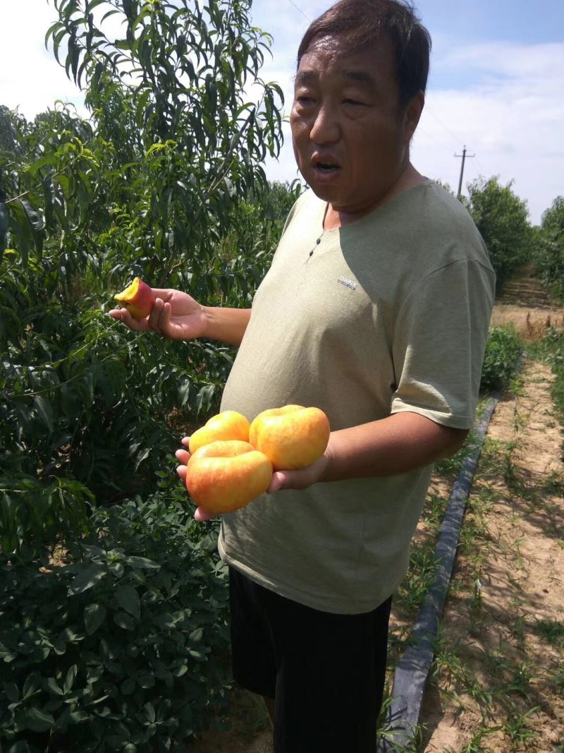 桃树苗，桃树品种，油蟠桃苗，油蟠七号，自家苗圃培育