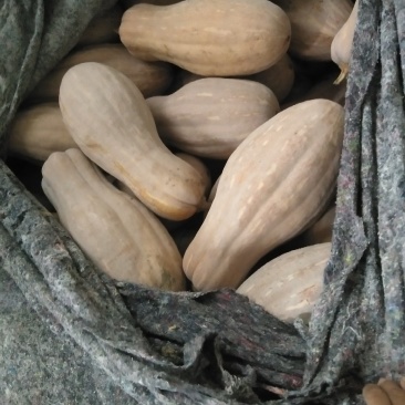 蜜本南瓜