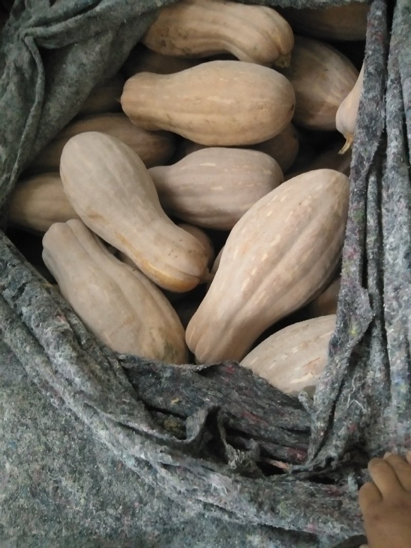 蜜本南瓜