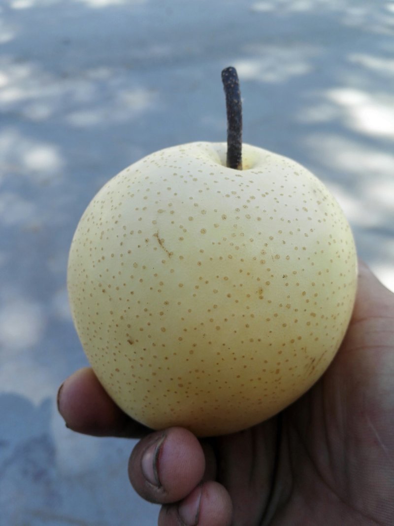 皇冠梨