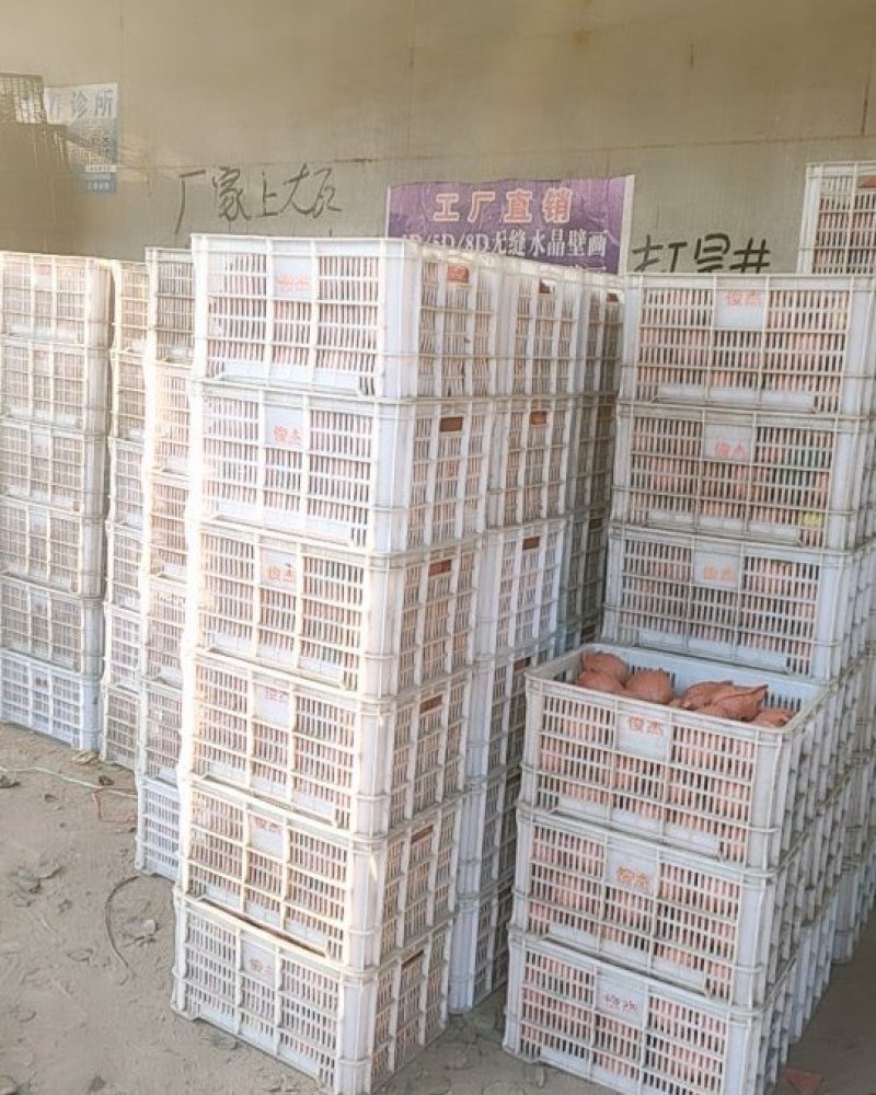 雪花梨，【】梨，新品雪花梨，产地直发，保证质量