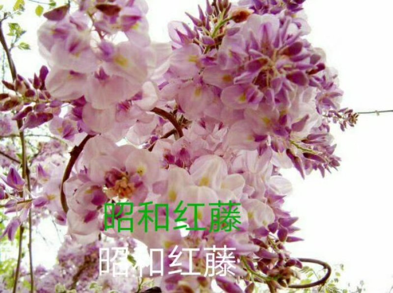 进口品种紫藤