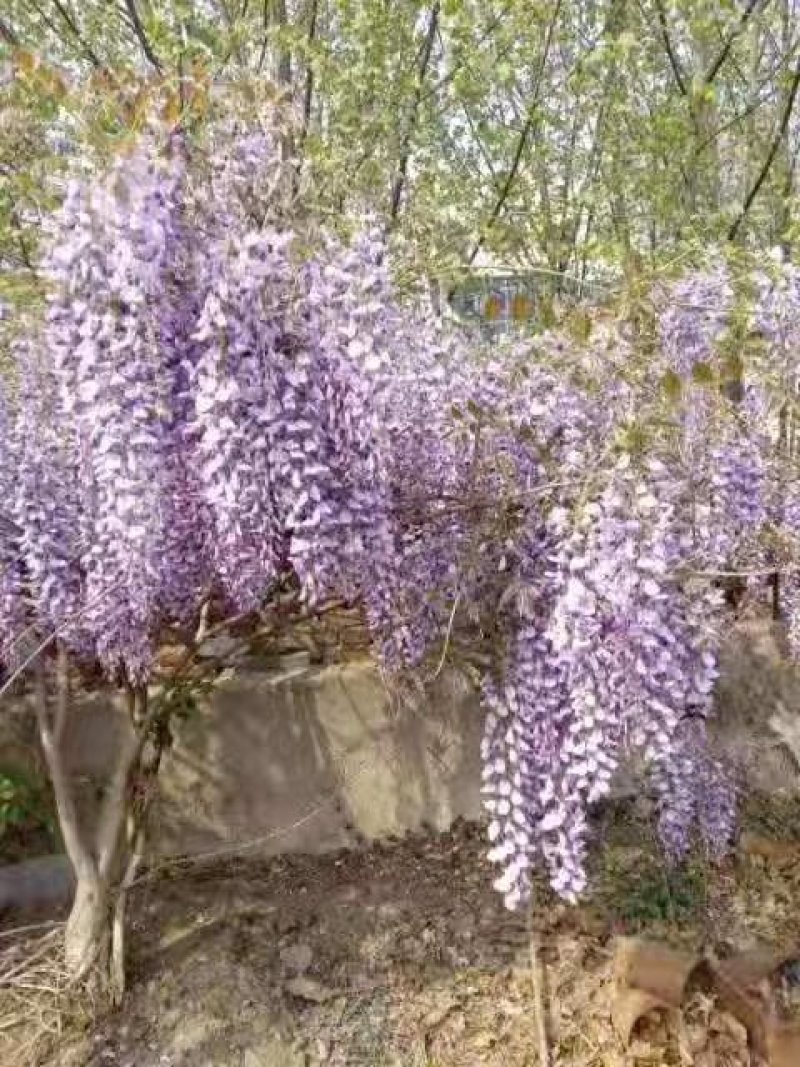 进口品种紫藤