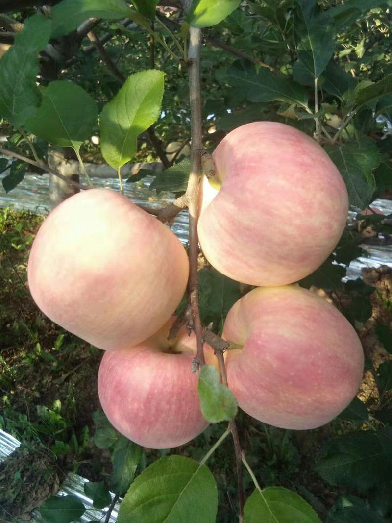 山西省翼城县红将军苹果，大量上市了，甜，脆，红，口感一流