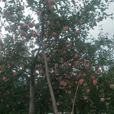 山西省翼城县红将军苹果，大量上市了，甜，脆，红，口感一流