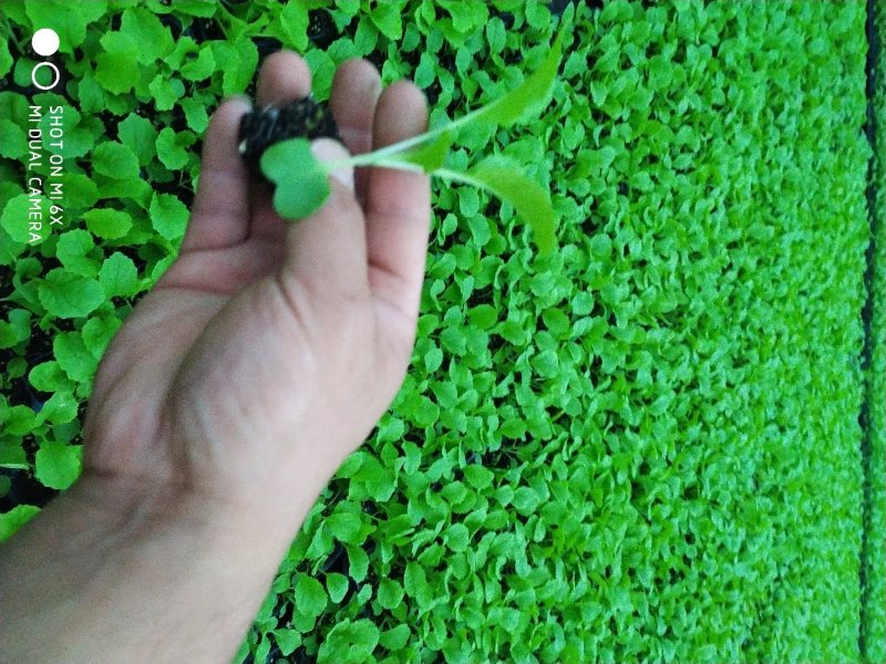 白菜苗