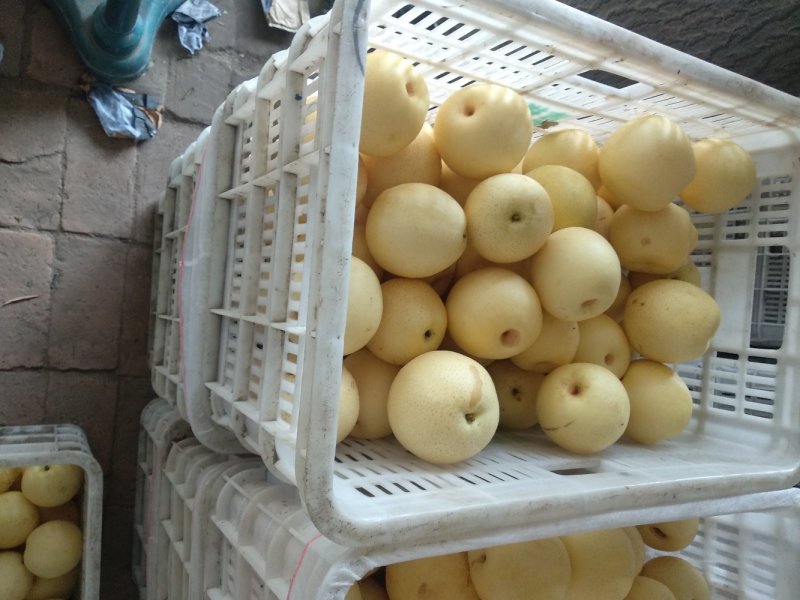 净树皇冠
