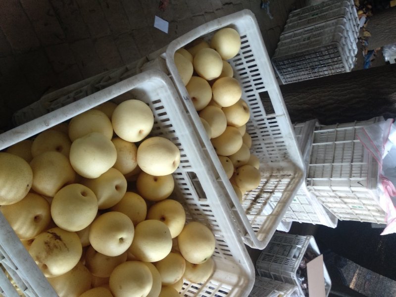 净树皇冠