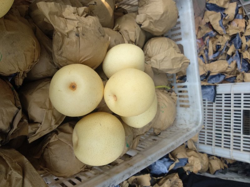 净树皇冠