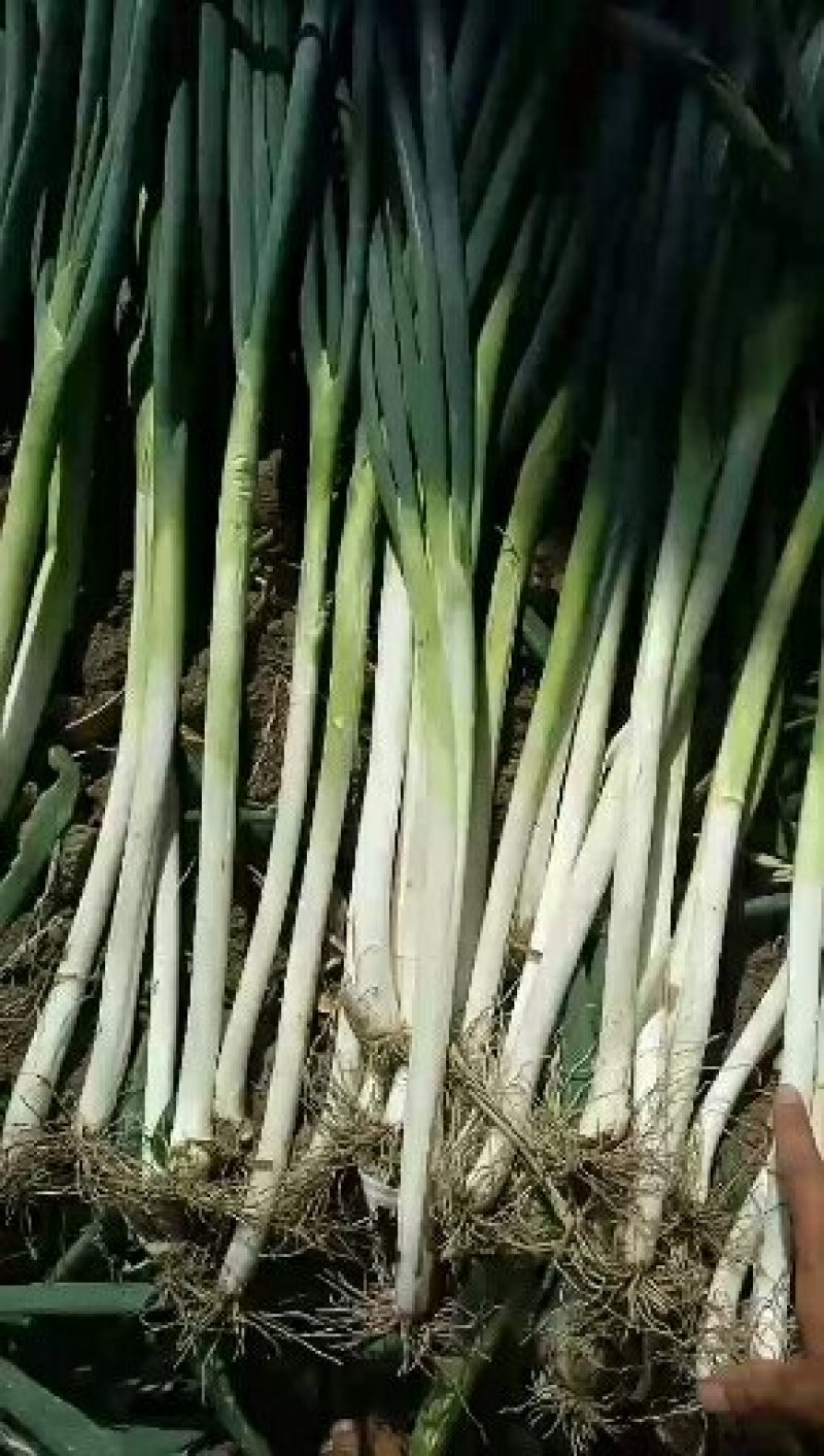 五指葱，中葱，产地发货，河北大葱，质量保证，欢迎来电