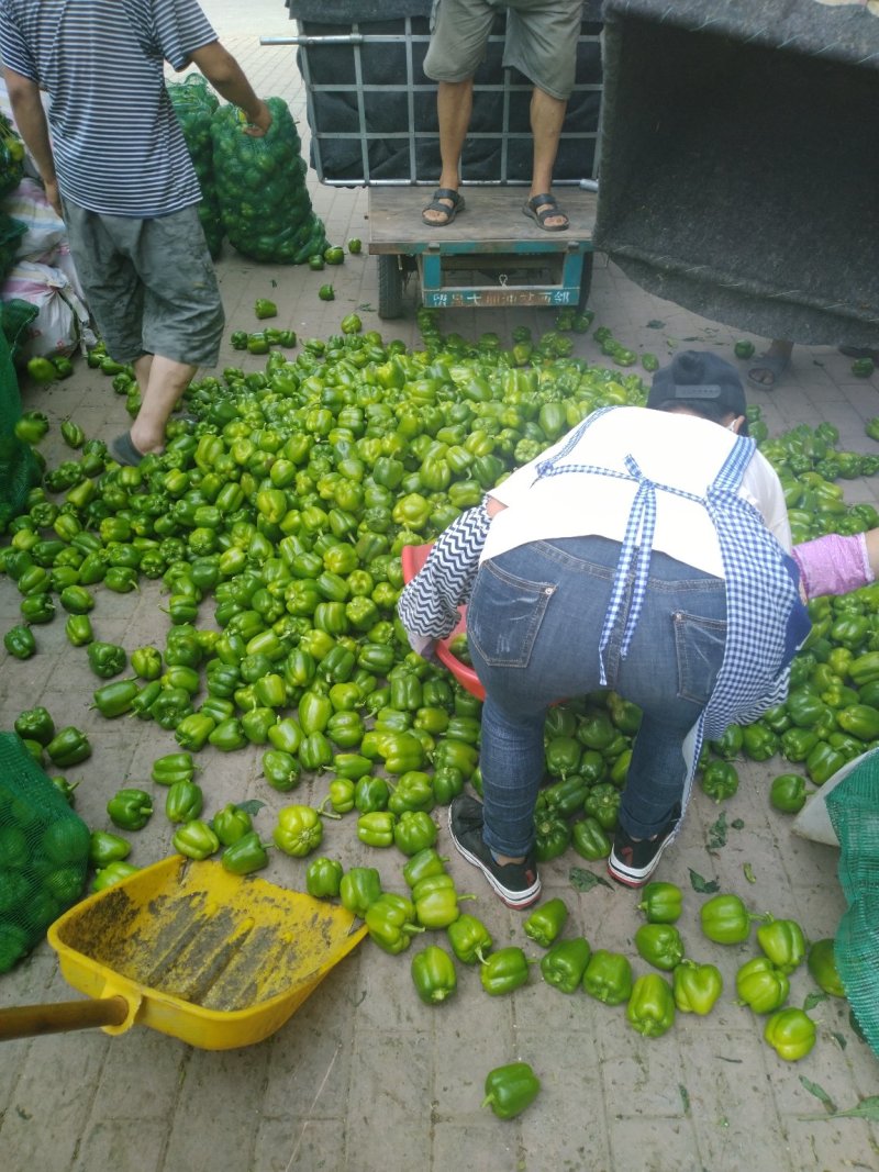 彩椒，大量供应加工厂彩椒。