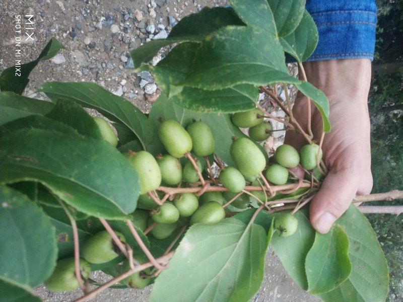 野生软枣