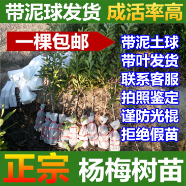 杨梅苗杨梅树苗东魁杨梅苗六月杨梅果树苗