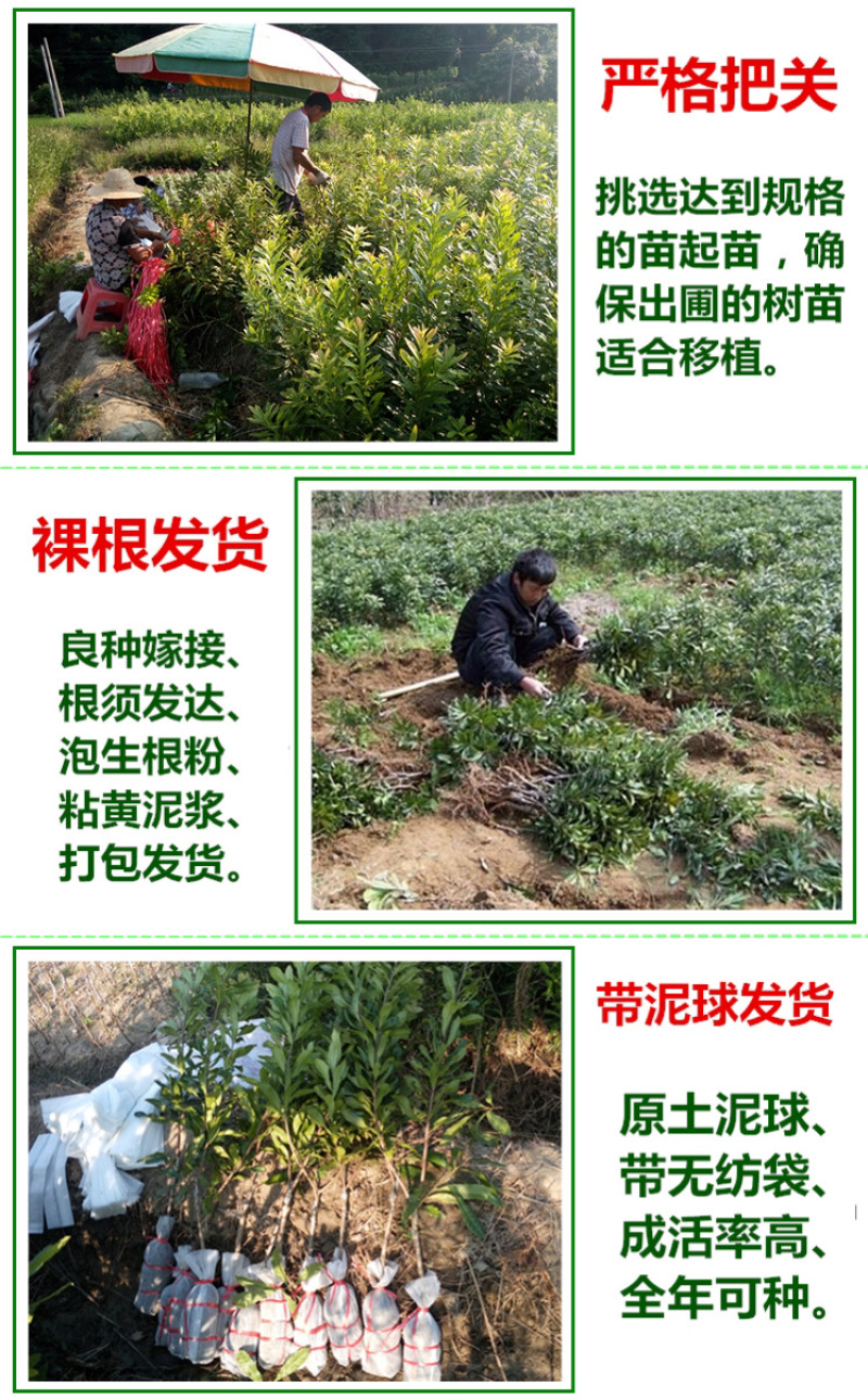 杨梅苗杨梅树苗东魁杨梅苗六月杨梅果树苗