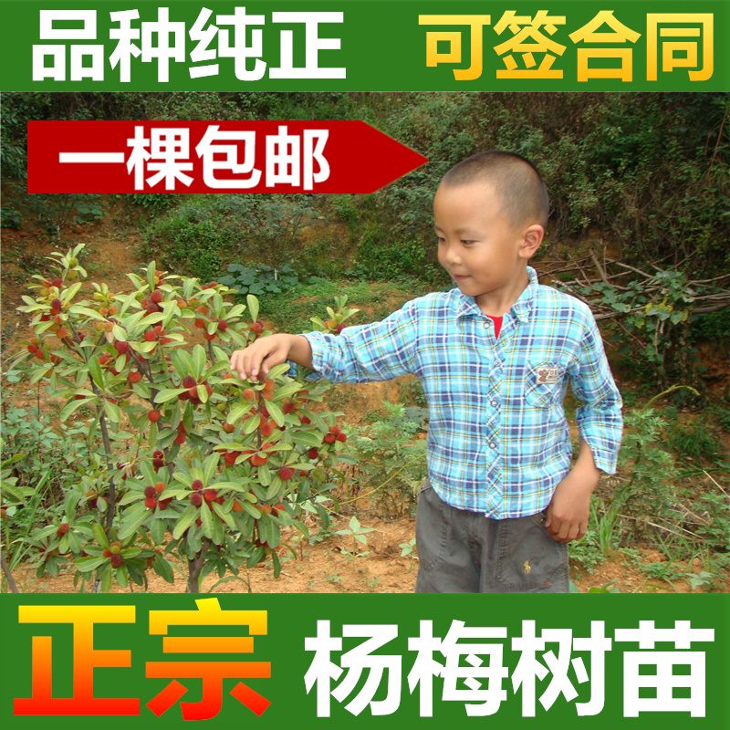 杨梅苗杨梅树苗东魁杨梅苗六月杨梅果树苗