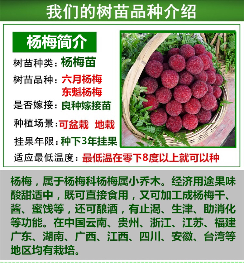 杨梅苗杨梅树苗东魁杨梅苗六月杨梅果树苗