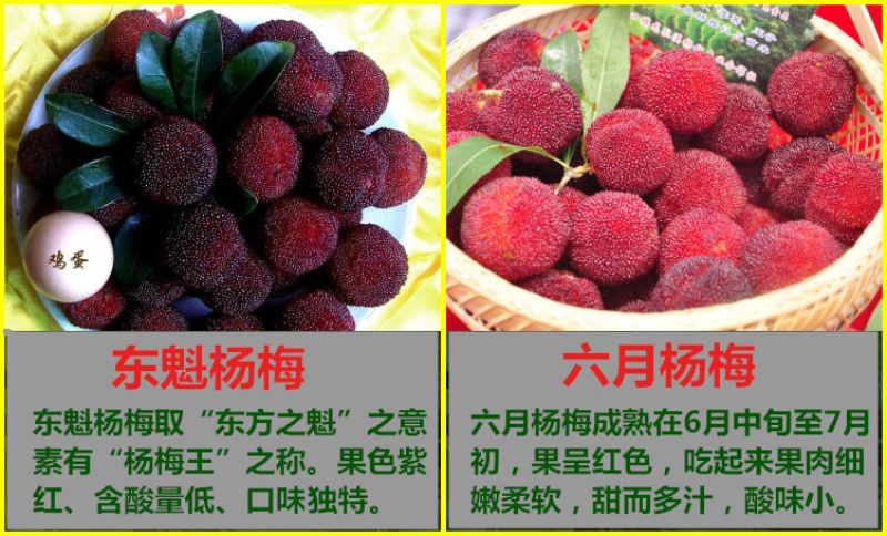 杨梅苗杨梅树苗东魁杨梅苗六月杨梅果树苗