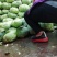 《精选》扁包菜开封产地精品甘蓝大上市了，全国代发