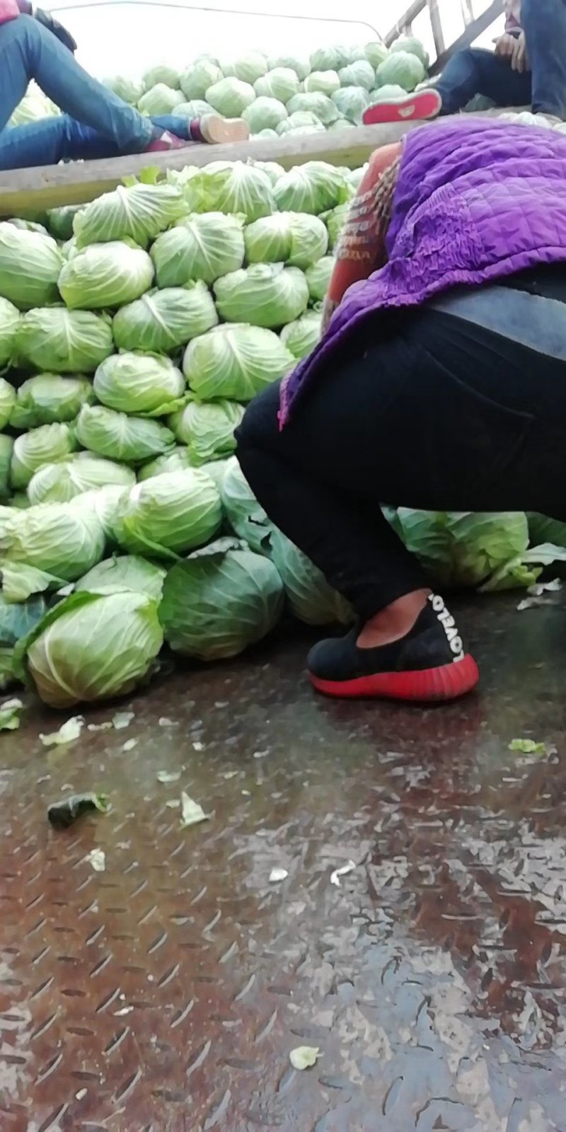 《精选》扁包菜开封产地精品甘蓝大上市了，全国代发
