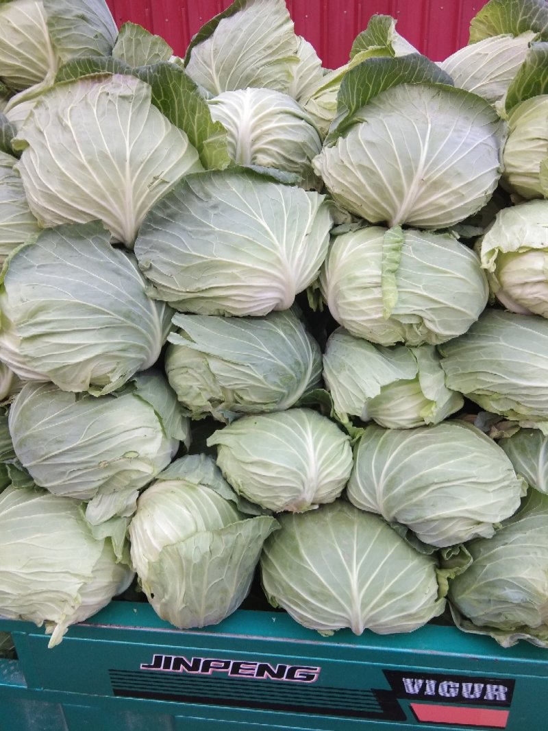 《精选》扁包菜开封产地精品甘蓝大上市了，全国代发