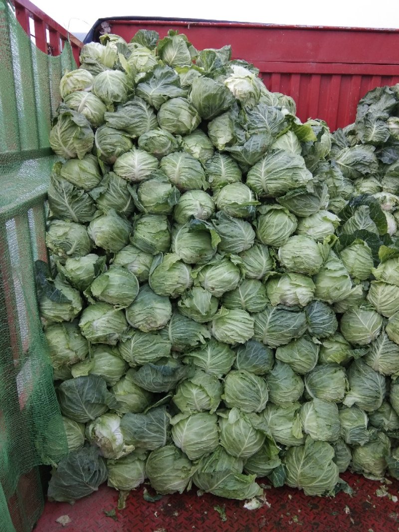 《精选》扁包菜开封产地精品甘蓝大上市了，全国代发