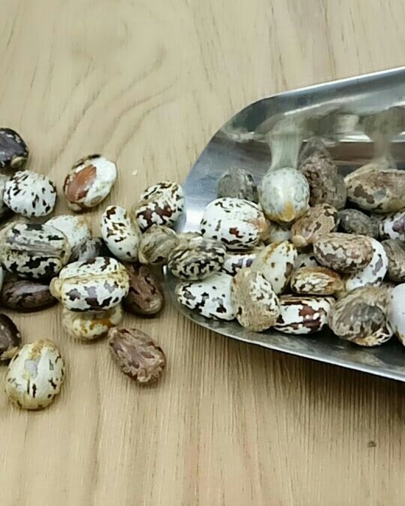 蓖麻子产地直供各种规格可搭配多品种支持线上交易