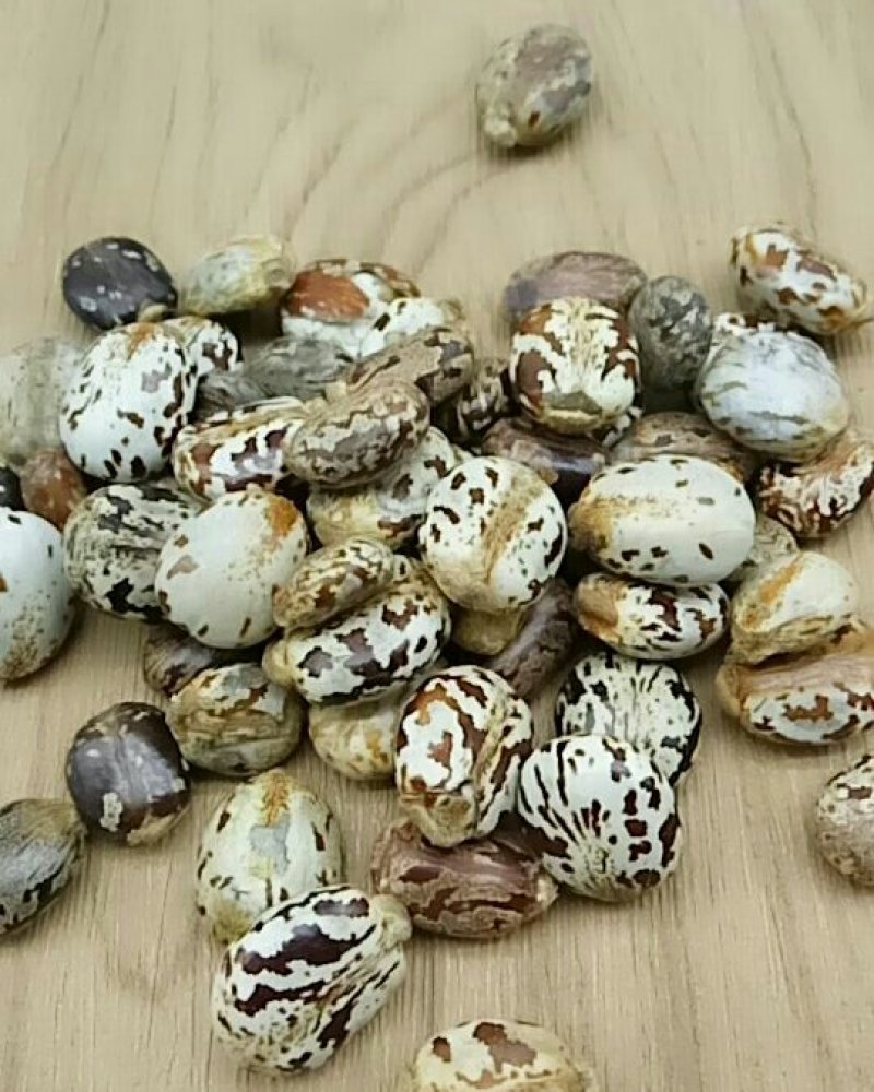 蓖麻子产地直供各种规格可搭配多品种支持线上交易