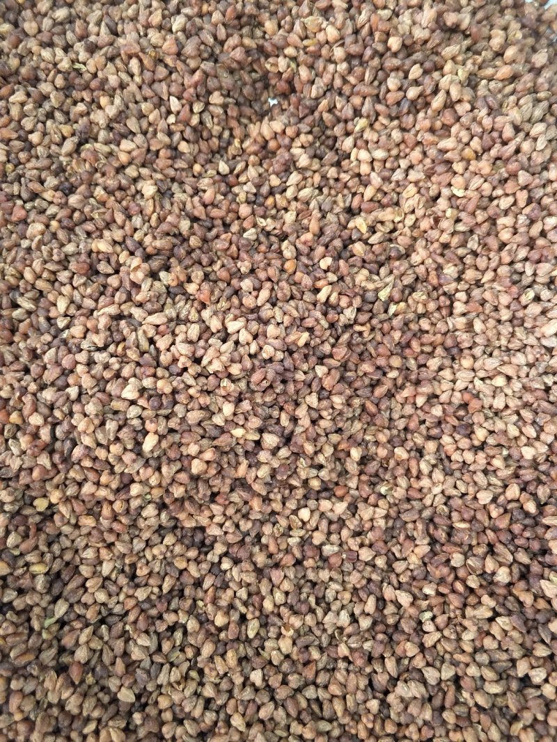 苦荞茶黑苦荞批发各种规格中药材