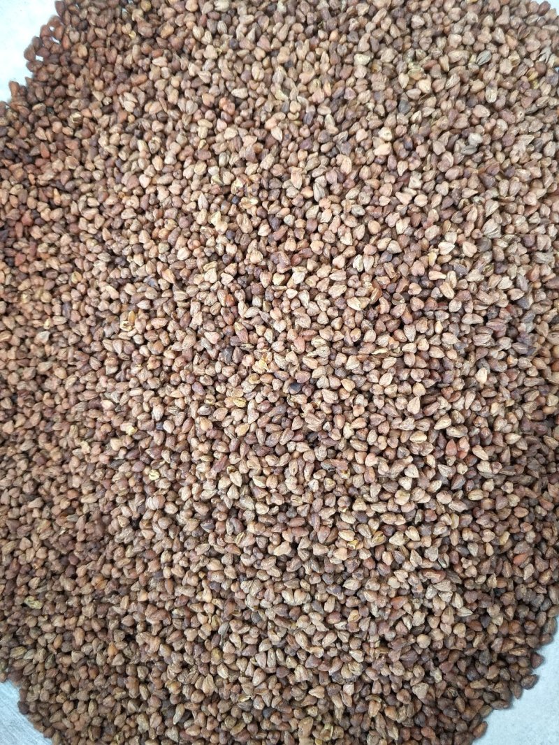 苦荞茶黑苦荞批发各种规格中药材