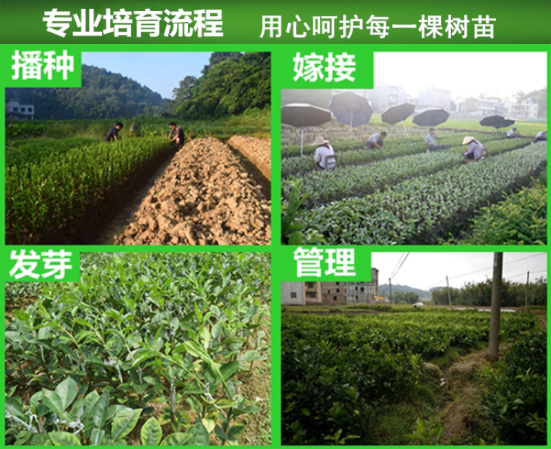 柠檬树苗柠檬苗香水柠檬青柠檬尤力克柠檬果树苗