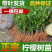 柠檬树苗柠檬苗香水柠檬青柠檬尤力克柠檬果树苗