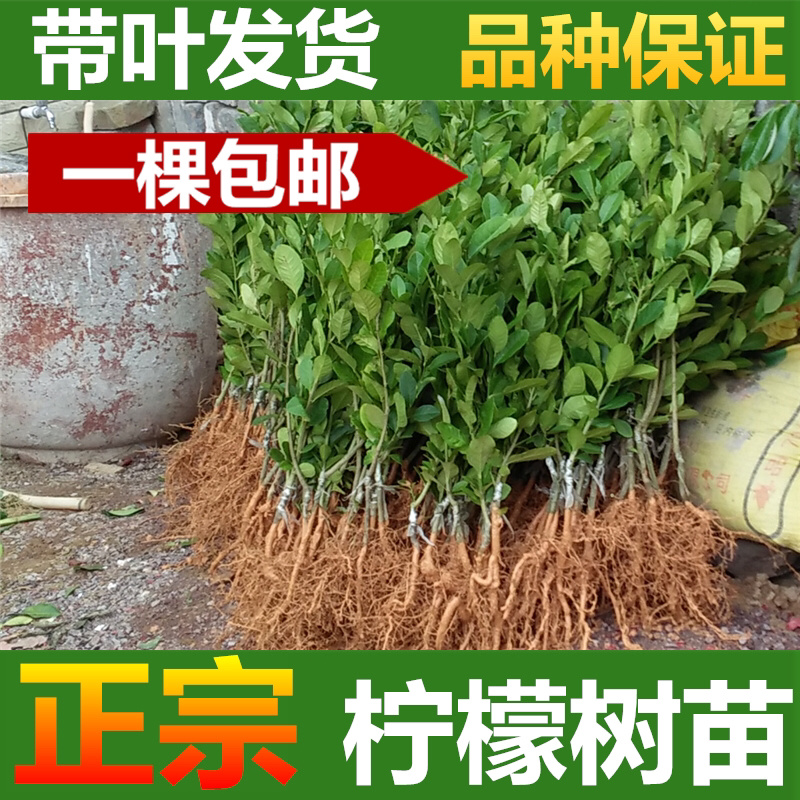 柠檬树苗柠檬苗香水柠檬青柠檬尤力克柠檬果树苗