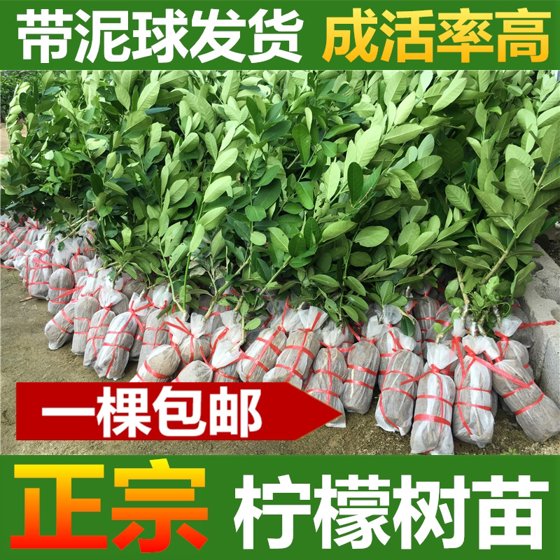 柠檬树苗柠檬苗香水柠檬青柠檬尤力克柠檬果树苗