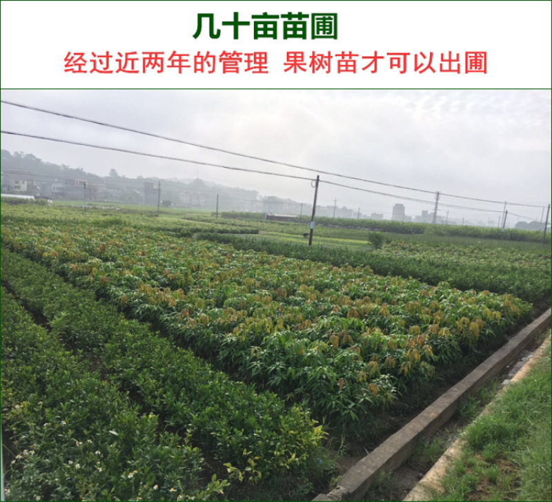 柠檬树苗柠檬苗香水柠檬青柠檬尤力克柠檬果树苗
