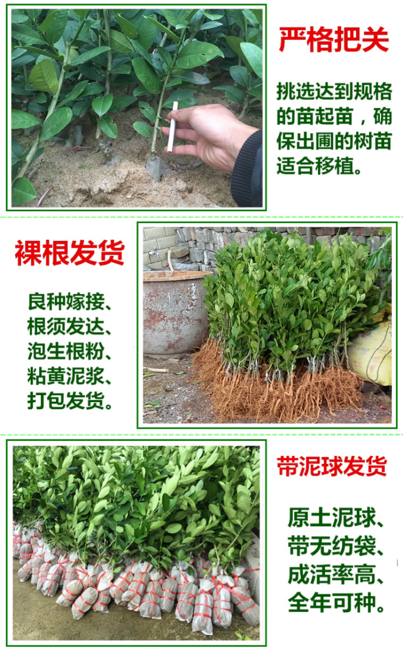 柠檬树苗柠檬苗香水柠檬青柠檬尤力克柠檬果树苗