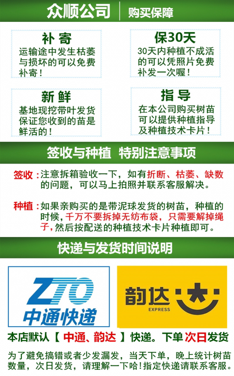 柠檬树苗柠檬苗香水柠檬青柠檬尤力克柠檬果树苗