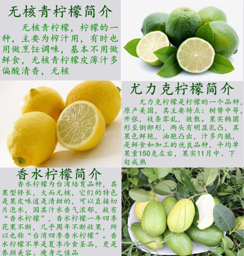 柠檬树苗柠檬苗香水柠檬青柠檬尤力克柠檬果树苗